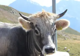 5 lande med ændrede vejafgifter for turister i 2025