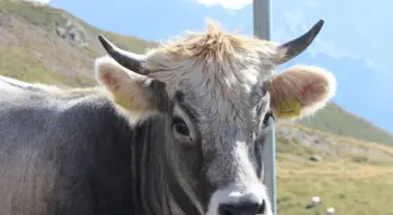 5 lande med ændrede vejafgifter for turister i 2025