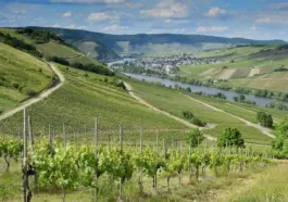 6 skjulte vinmarker i Douro-dalen, som du kan vandre til