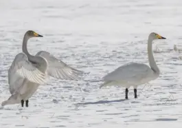 7 varme kilder på Hokkaido, som du skal prøve til vinter