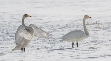 7 varme kilder på Hokkaido, som du skal prøve til vinter