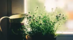 8 farverige kvarterer i Mexico City