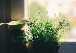 8 farverige kvarterer i Mexico City