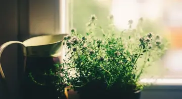 8 farverige kvarterer i Mexico City