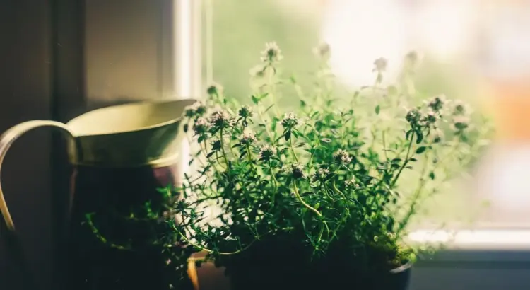 8 farverige kvarterer i Mexico City