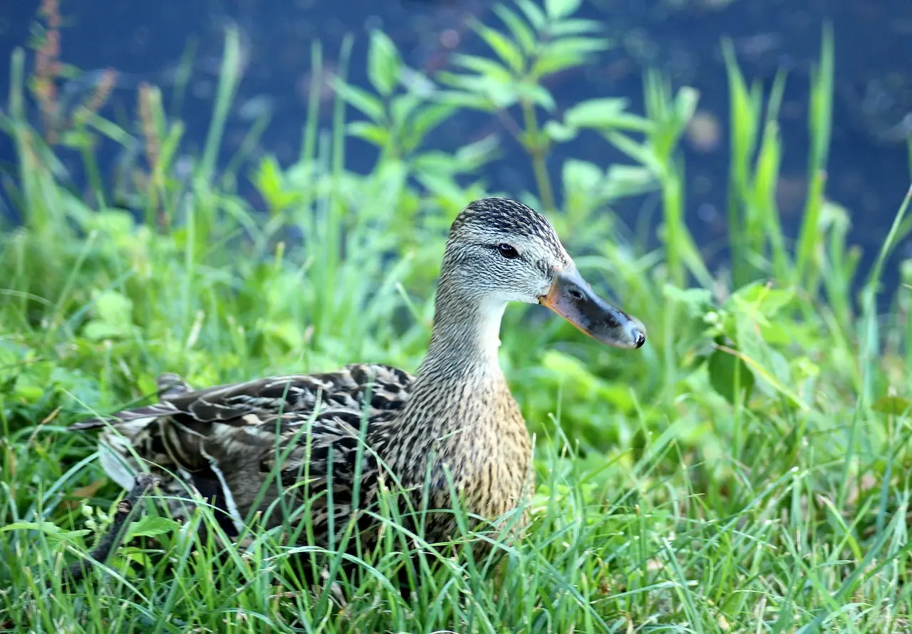 Essay krydsord ordlister