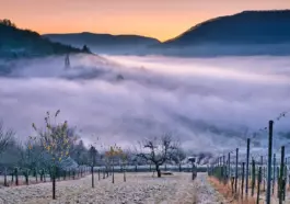 Hvor finder du Mendozas smukkeste vingårde?