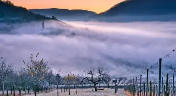 Hvor finder du Mendozas smukkeste vingårde?