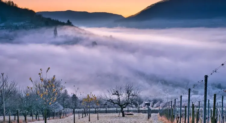 Hvor finder du Mendozas smukkeste vingårde?