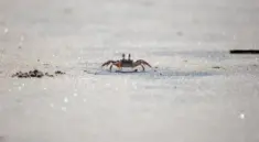 Hvor i De Ydre Hebrider oplever du Skotlands råeste natur?