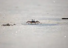 Hvor i De Ydre Hebrider oplever du Skotlands råeste natur?
