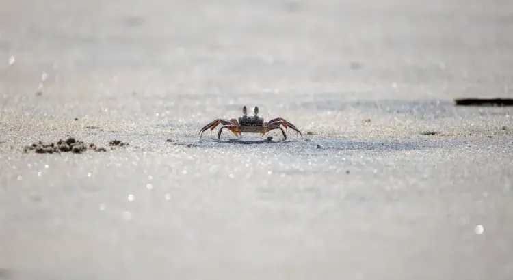Hvor i De Ydre Hebrider oplever du Skotlands råeste natur?