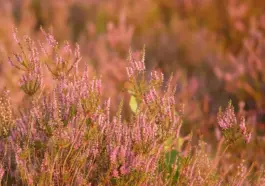 Hvor i Midtjylland finder du de smukkeste hedelandskaber?