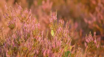 Hvor i Midtjylland finder du de smukkeste hedelandskaber?