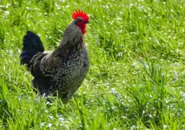 Hvordan indgår du B2B-samarbejder via LinkedIn?