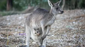 Kan jeg tage babygrød og mælk gennem sikkerhedskontrollen?