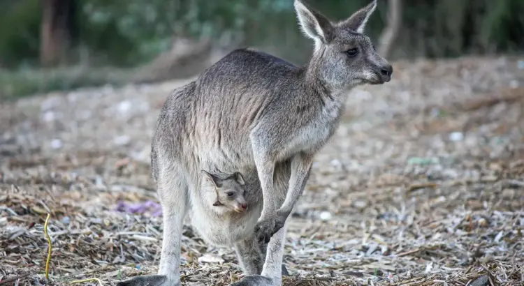 Kan jeg tage babygrød og mælk gennem sikkerhedskontrollen?