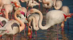 Kan man se flamingoer i Camargue i november?
