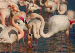 Kan man se flamingoer i Camargue i november?
