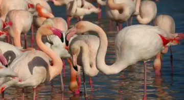 Kan man se flamingoer i Camargue i november?