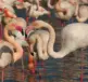 Kan man se flamingoer i Camargue i november?