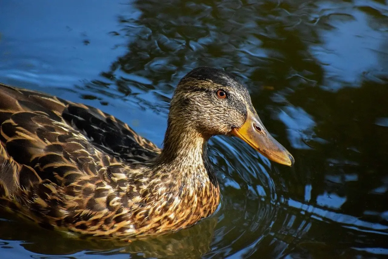 Løsningsord for Svada Krydsord