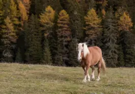 Nye ZTL-zoner i Italien: Sådan undgår du bøder i 2025