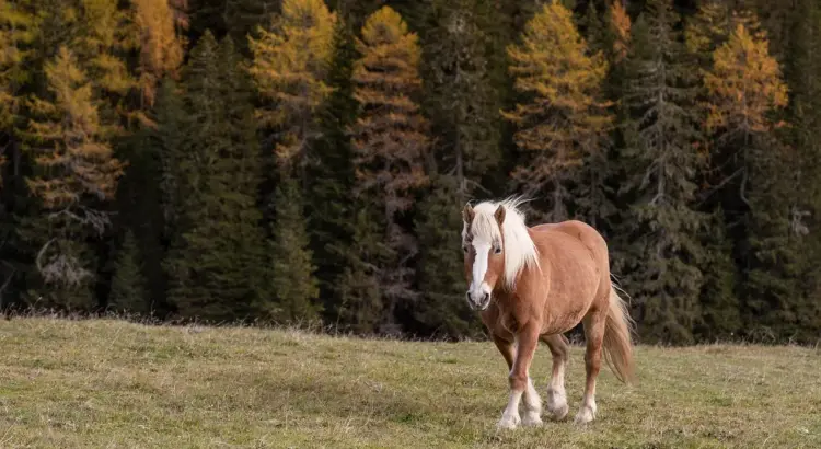 Nye ZTL-zoner i Italien: Sådan undgår du bøder i 2025