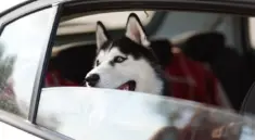 Rejs med CPAP på flyrejser: strøm, adaptere og dokumenter