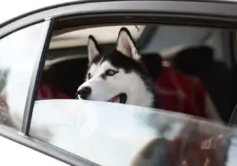 Rejs med CPAP på flyrejser: strøm, adaptere og dokumenter