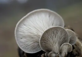 Sådan bruger du Oyster-kort og kontaktløs betaling i London