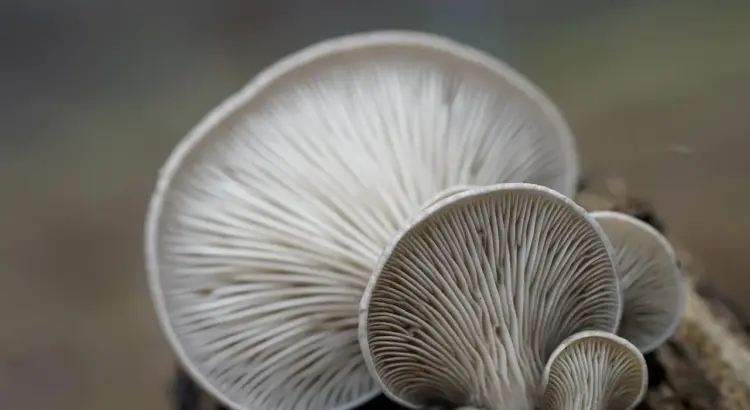 Sådan bruger du Oyster-kort og kontaktløs betaling i London