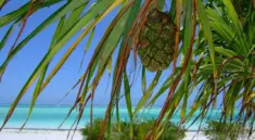 Sådan planlægger du den perfekte kombinationsrejse: Safari i Tanzania og badeferie på Zanzibar