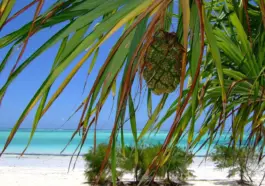 Sådan planlægger du den perfekte kombinationsrejse: Safari i Tanzania og badeferie på Zanzibar