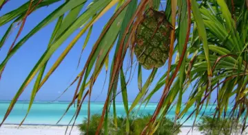 Sådan planlægger du den perfekte kombinationsrejse: Safari i Tanzania og badeferie på Zanzibar