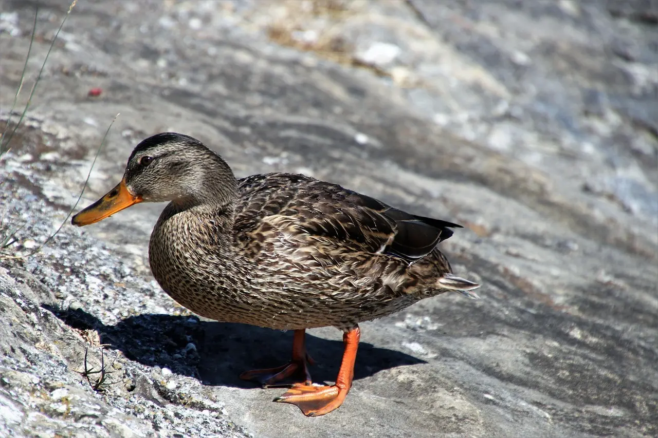 Udtryk Adkomst i Krydsord Løsning
