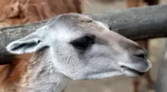 Vandring med guanakoer i Torres del Paine i Patagonien